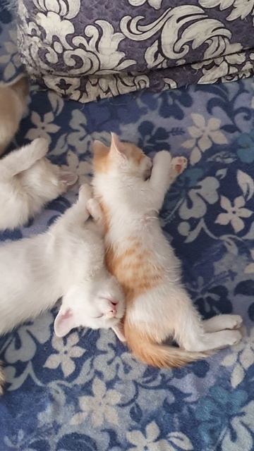 Посмотрите, как сладко спят 😻