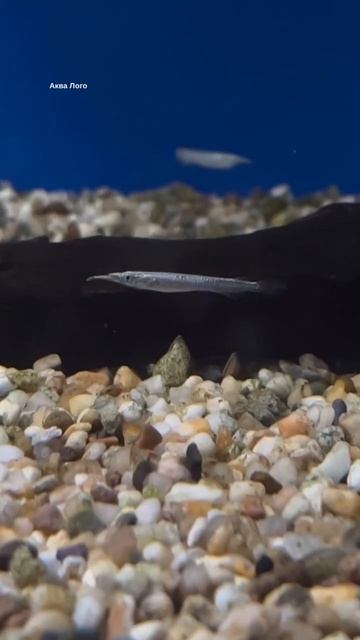 Дермогенис карликовый смотреть онлайн