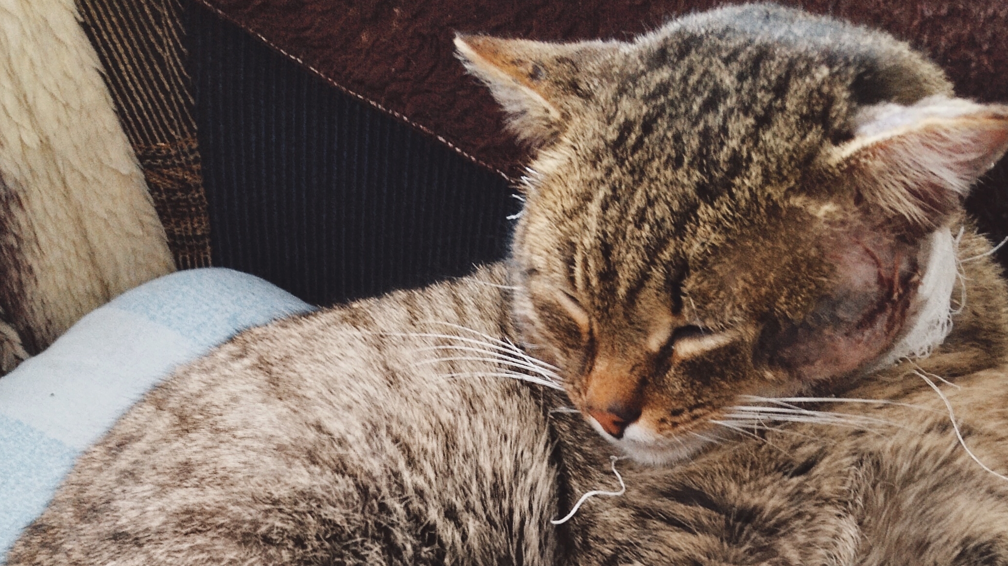 Лечим кота. Максик, пациент! 🤒 С Праздником Крещения Господня! 19-01-2026 смотреть онлайн