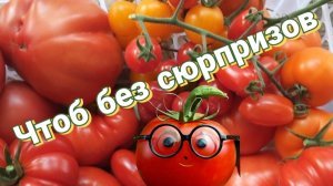 Томаты 2026. Гибриды. Надёжность и стабильность