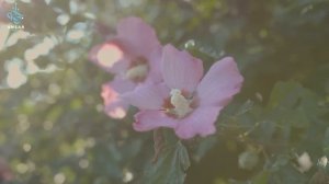 ГУРИИ В РАЮ | тайна, от которой захватывает дух!