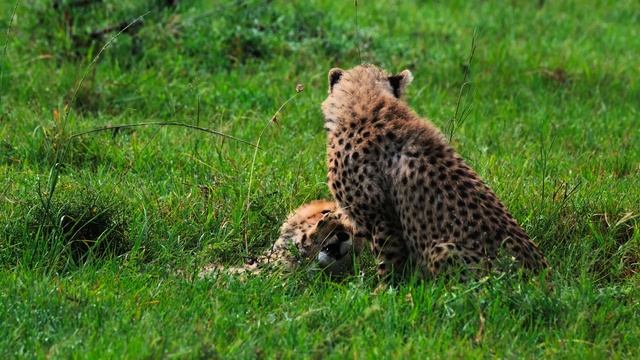 4K Видео ULTRA HD 60 кадров в сек - Лучшее из 4K HDR Dolby Vision Atmos Долби Атмос