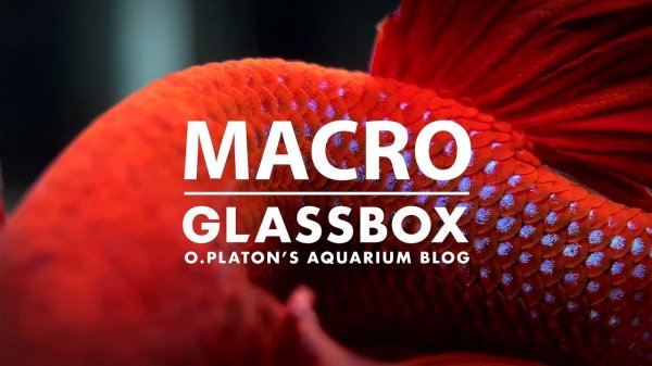 Аквариум в макро
