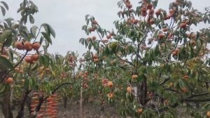 🇨🇳 Гунчэне, Гуйлинь, Китай - Прогулка по Фестивалю хурмы / 2026