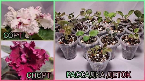 Сорт или спорт. Отсадка и рассадка деток фиалок.