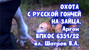 Охота с русской гончей на зайца , Аргон ВПКОС 6351/22 вл. Шатров В.А. #охотасгончей #топ #hunting