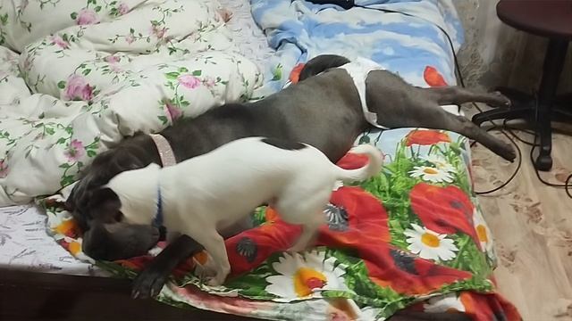 С Крещением Господним!!! Давайте жить дружно смотреть онлайн