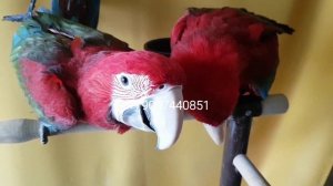 Мир крупных попугаев