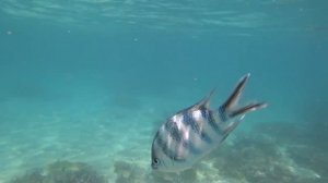 Замечательный подводный мир