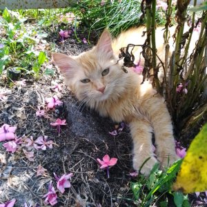 всем привет! последний эфир  короткий, ЭфИР ДЛЯ ПЕЧЕНЬКИ ПЛЭЙ