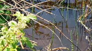 ДЕРЕВЕНСКИЕ НАПЕВЫ