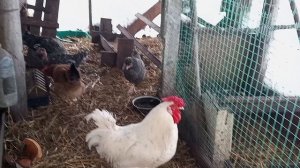 Я теперь на коне. На железном. Цыплятам две недели. Белок- бОльшая часть питания.