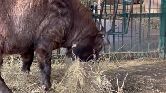 ⚡Рубрика #Красная_Книга📕    Вид – Такин мишми.