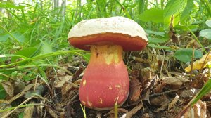 БИНГА !!! ЕГО ВЫСОЧЕСТВО САТАНИНСКИЙ ГРИБ !