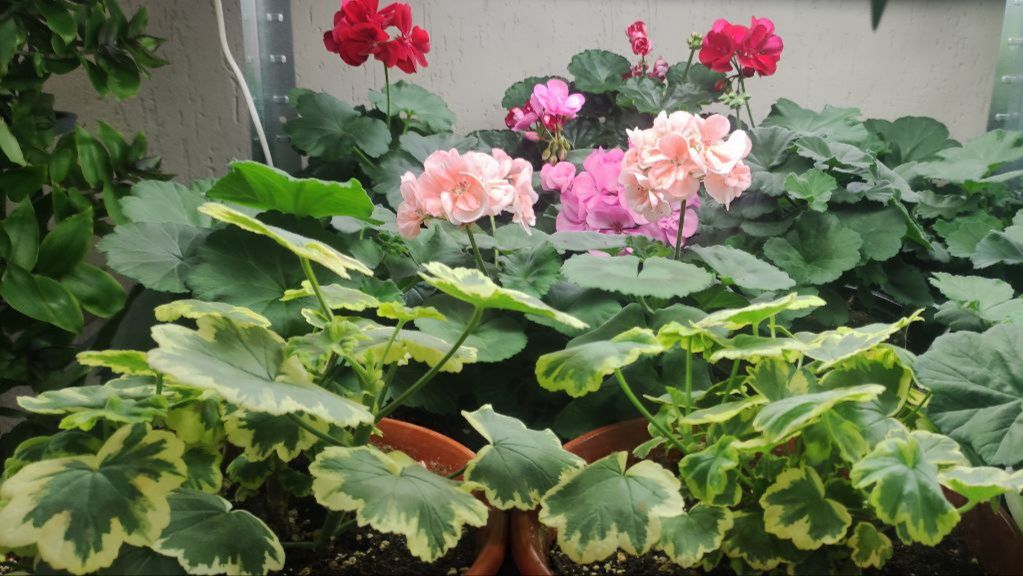 Как сохранить пеларгонию зимой. Уход и условия для успешной зимовки. смотреть онлайн