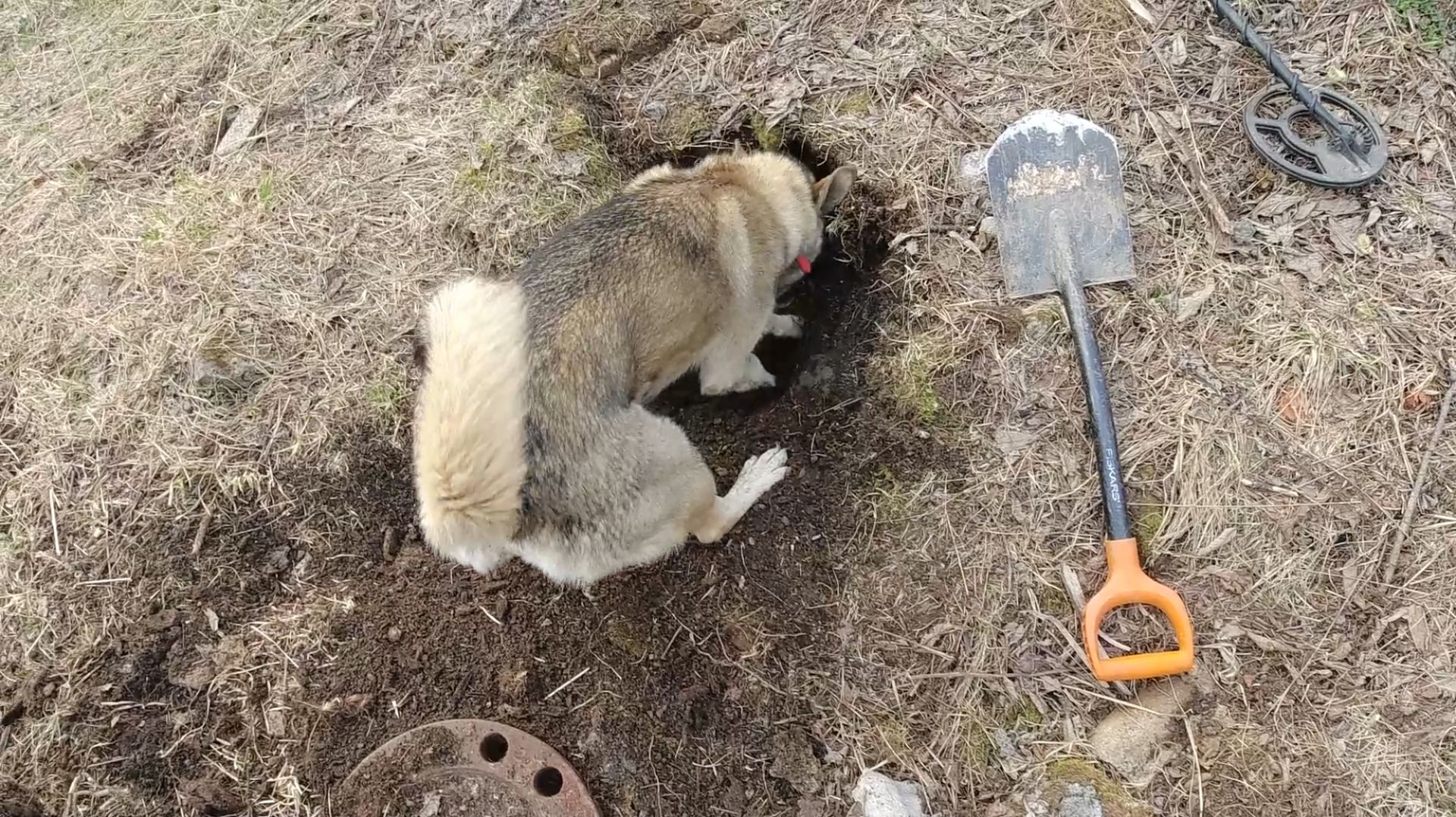 Удачный металлокоп возле руин насосной станции геологов.Такой металл сейчас редко находят,медь.2 ч. смотреть онлайн
