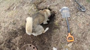 Удачный металлокоп возле руин насосной станции геологов.Такой металл сейчас редко находят,медь.2 ч.