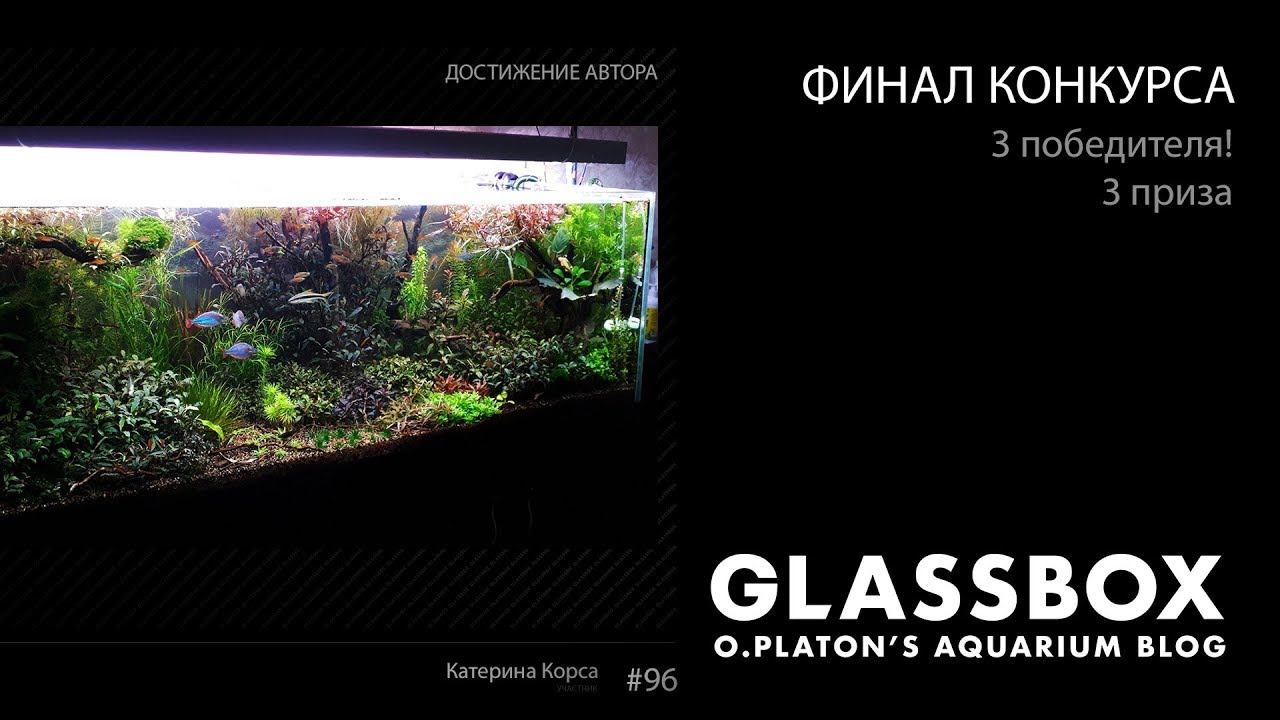 Финал конкурса GLASSBOX и победители + бэкстэйдж :D смотреть онлайн
