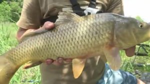 ВОТ ЭТО РАЗМЕР! ТАКОГО ЕЩЕ НЕ ЛОВИЛ! ОБАЛДЕННАЯ РЫБАЛКА НА ПОПЛАВОК! Ловля сазана