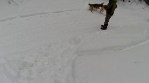 прогулка по зимнему лесу под приятную музыку