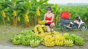 Собираю урожай бананов и везу на продажу на сельский рынок. фермерская жизнь в деревне. Нхат