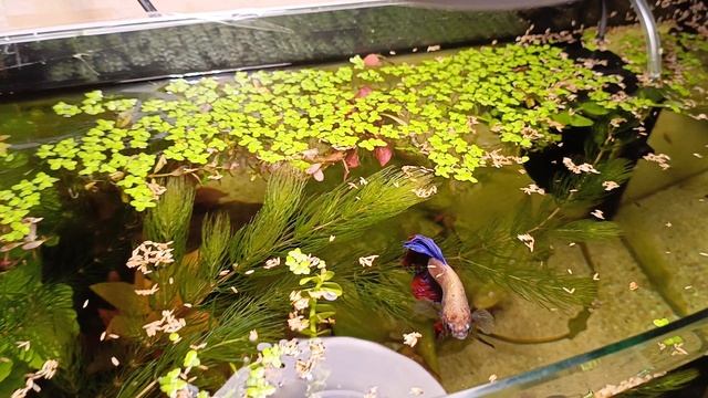 Купила семена растений для аквариума! 🐠 так сказать посадила, посмотрим что вырастет ☺🙏
#аквариум смотреть онлайн