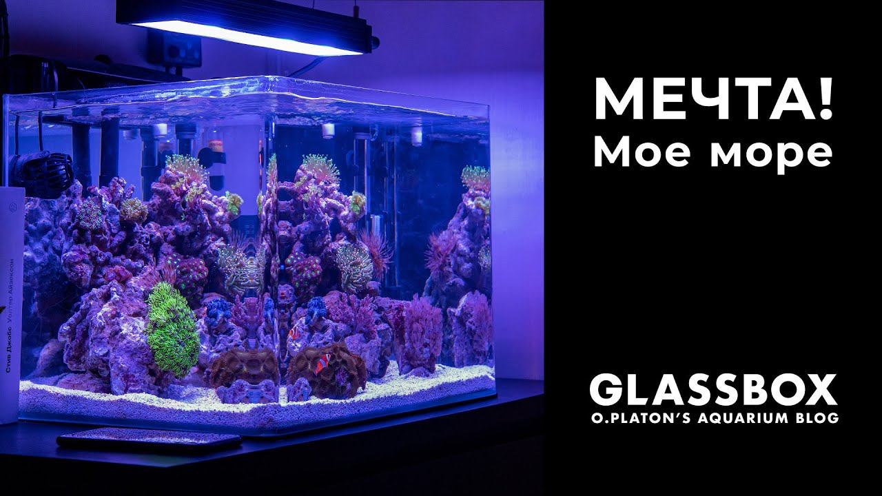 #морской #аквариум 55литров. Моя мечта. Пилот смотреть онлайн