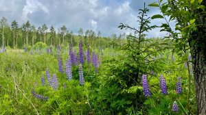 Грибы и ягоды в июне. Тихая охота летом