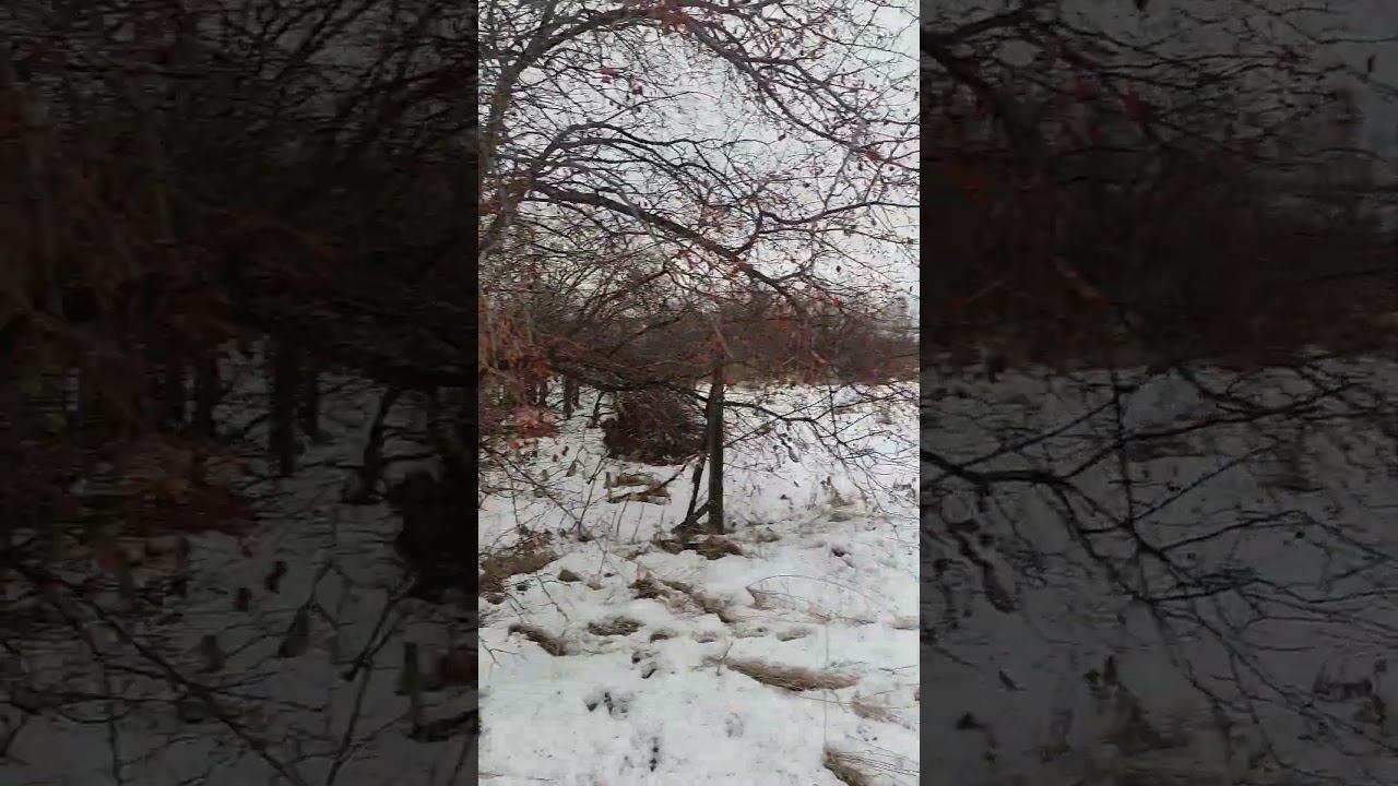 Собираю ягоды яблони сибирской, на заброшенных дачах