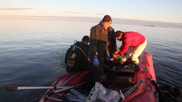 ©  "Поиски Соловецких колоколов. Дайвинг клуб "Капитан Кук"". 2013 г.MVI_0088