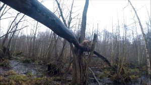 Охота на куницу. Проверка капканов на путике (Будни охотника и рыбака)