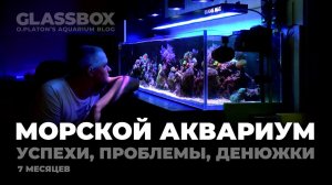 Мой морской аквариум. Обзор итога 7 месяцев.