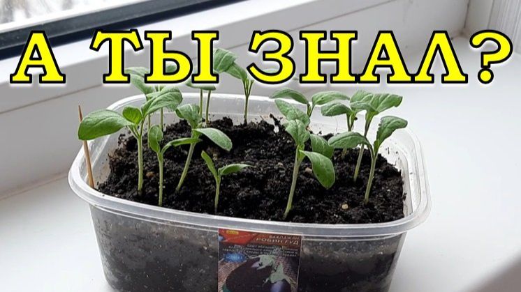 11 ЗОЛОТЫХ правил БАКЛАЖАНОВ🍆🍆🍆