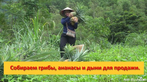 Anh Bushcraft. Собираем грибы, ананасы и дыни для продажи.