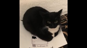 Кот максвелл