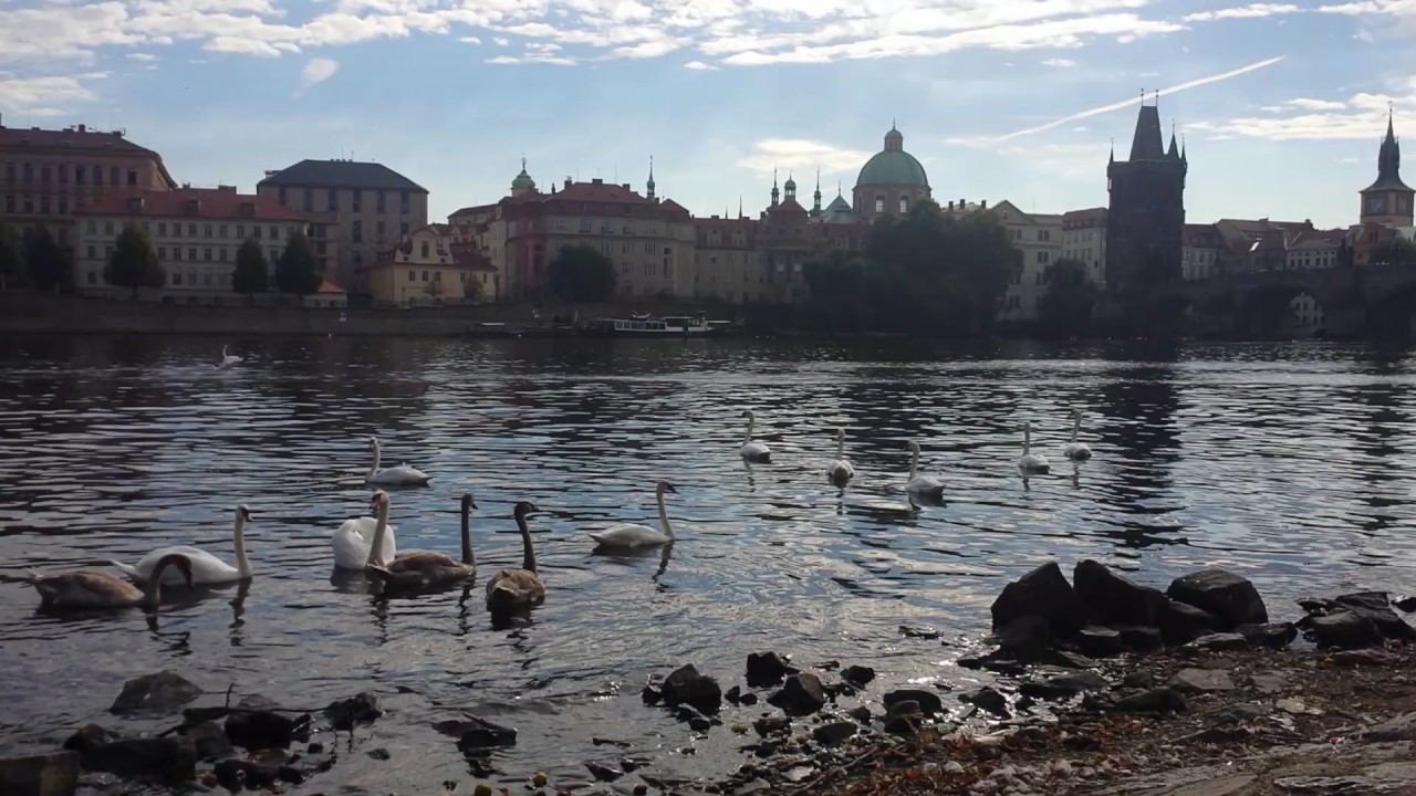 Сказочная Прага, лебеди