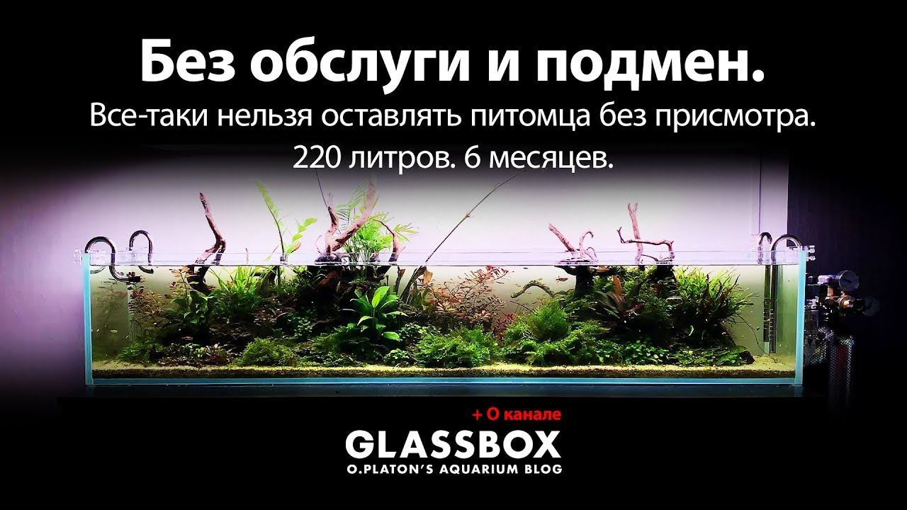 Аквариум и интерьер 6: 220 литров без обслуги. Его боли и будущее. смотреть онлайн