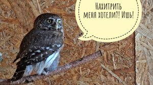 Сычик Пуньк делает супер быстрый хвать! Нашенская фазанка пришла за завтраком. День-тюлень какой-то