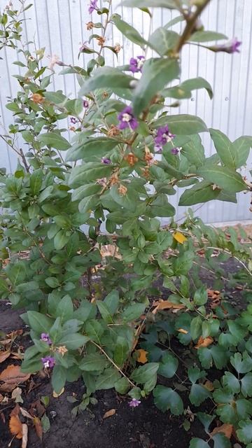 Дереза Свит Берри. смотреть онлайн