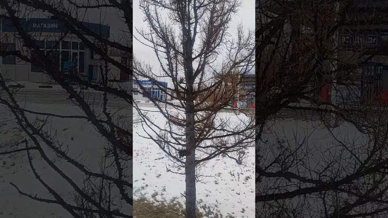 Первая найденая мной ведьмина метла на лиственнице