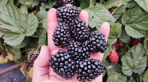 Ежевика Киова. Самый крупноплодный в мировой селекции.