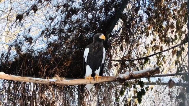 🌎 Мир птиц — это бесконечный полет фантазии природы!