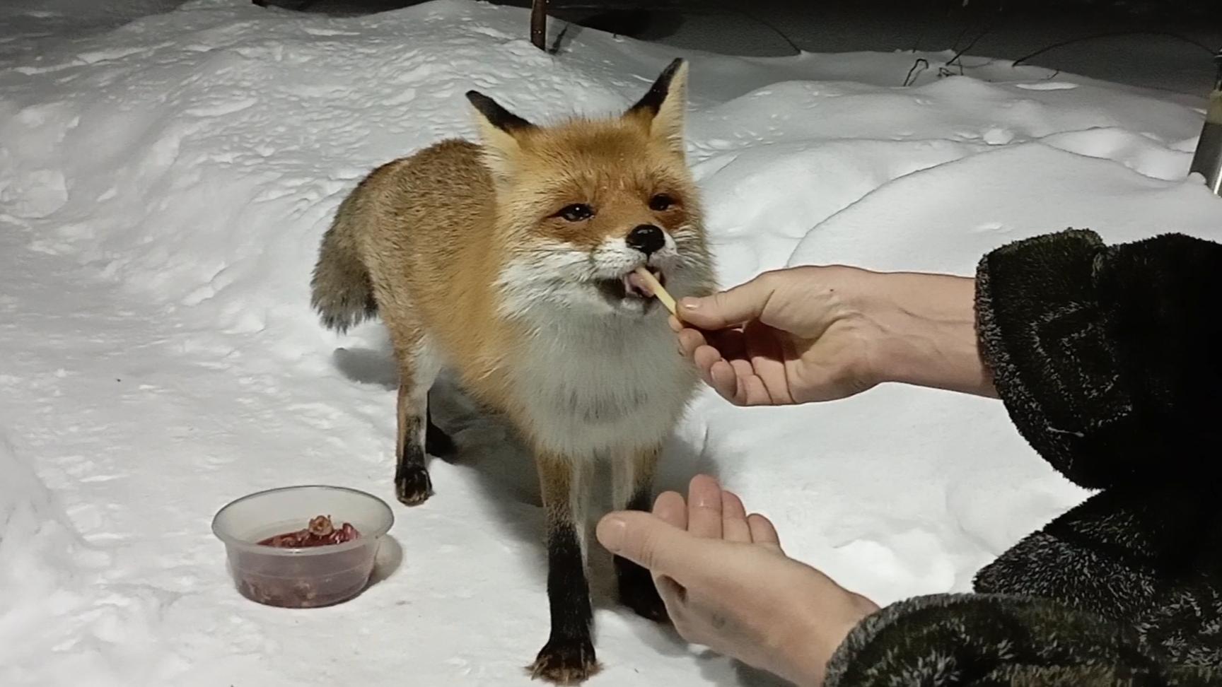 (1217) Лиса приходит в гости. Январь 2026 смотреть онлайн