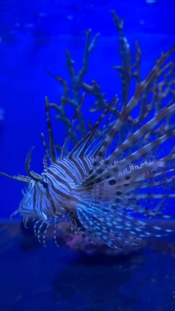 Крылатка-зебра чернополосая (дъявол) смотреть онлайн