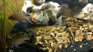 Цихлиды озера Танганьика