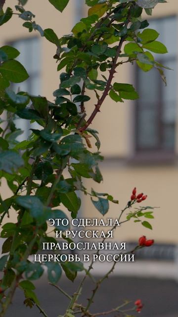 Паломница. Почитание и канонизация Ксении Петербургской смотреть онлайн