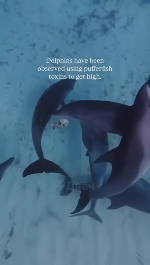 Дельфины торчат с рыбы фугу (подробности в закрепе) 🐬😱🐡 смотреть онлайн