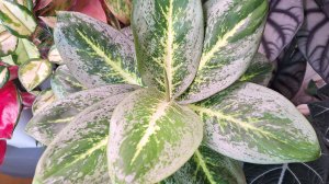 Три моих самых неприхотливых аглаонемы