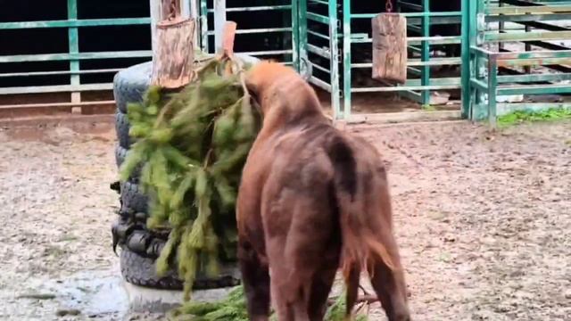 🌲 Каждый год, когда ёлочные базары затихают, в зоопарке начинается… самое 🥳  интересное!