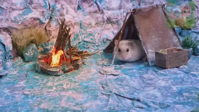 Холодный ветер и снег заставили маленького хомячка дрожать, ему срочно нужна еда, чтобы спасти свою смотреть онлайн